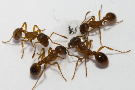 Уничтожение муравьев   в Электростали 